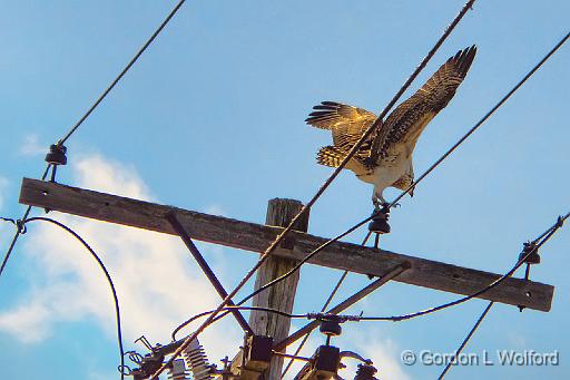 Power Osprey_DSCF02248.jpg - Osprey (Pandion haliaetus) photographed at Smiths Falls, Ontario, Canada.